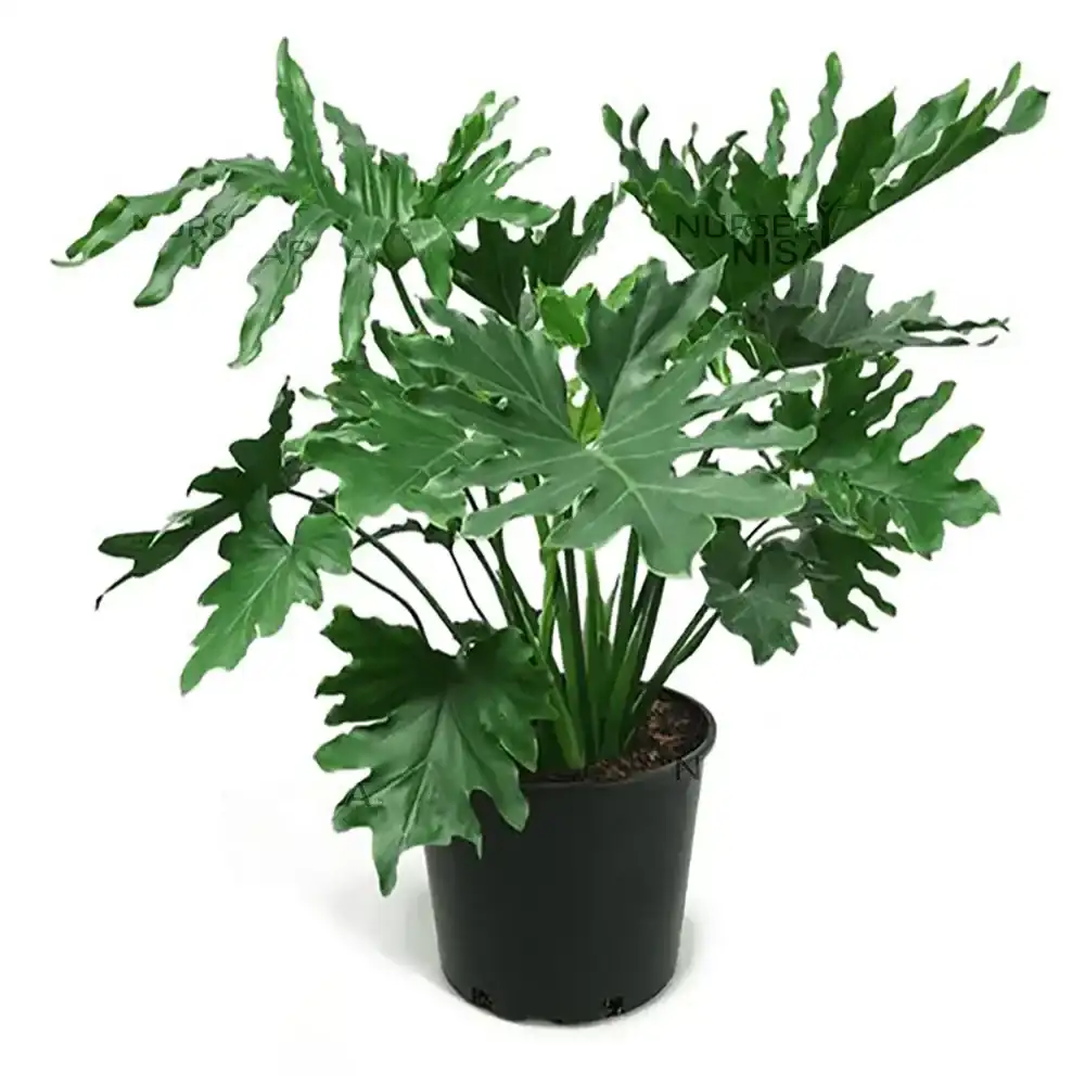 Janadu Plant
